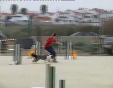 Imagen de 130 canes participaron en el III Trofeo Agility puntuable para el Campeonato de España