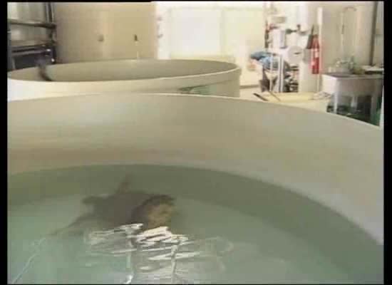 Imagen de El Oceanográfico cede a Torrevieja una cuba para recuperación de tortugas marinas