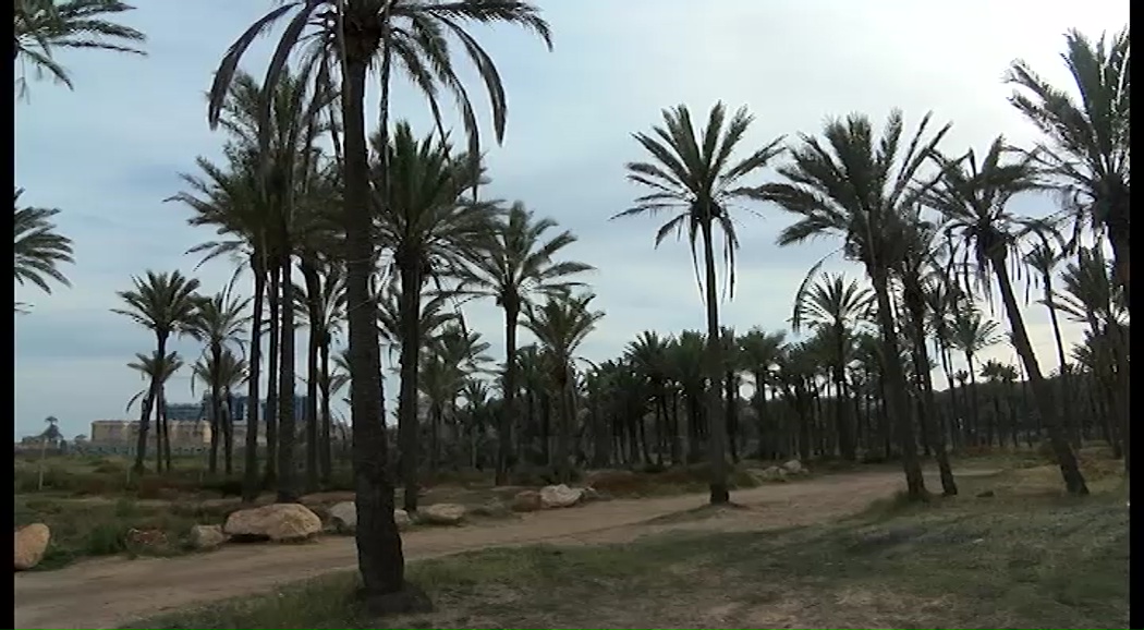 Imagen de Salvemos Lo Ferris pide que la cala se retire de la consulta para ubicar la playa canina