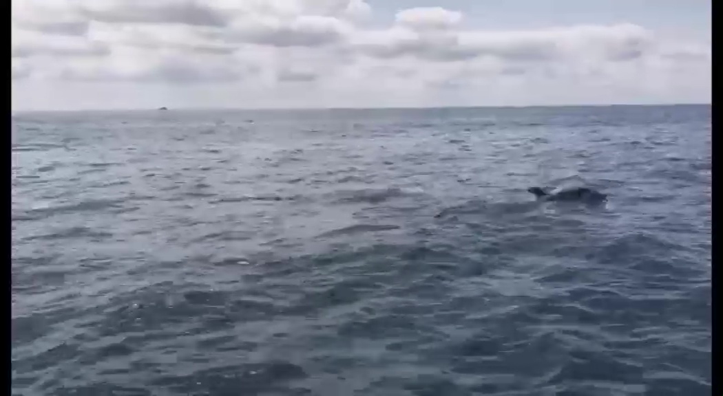 Imagen de Un grupo de delfines mulares recorre la costa de Torrevieja
