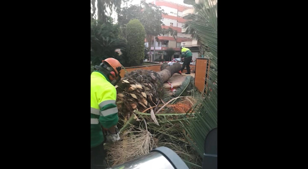 Imagen de La Plaza de la Constitución se va quedando sin palmeras