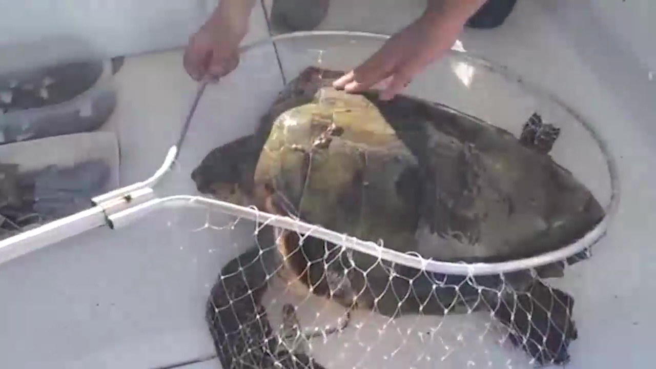 Imagen de Rescatada una tortuga boba en aguas de Torrevieja