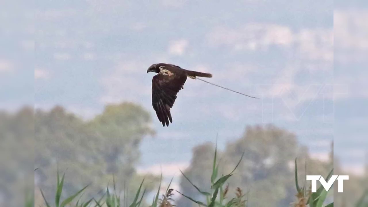 Imagen de El aguilucho lagunero vuelve a criar en el Hondo y por primera vez en la laguna de Torrevieja