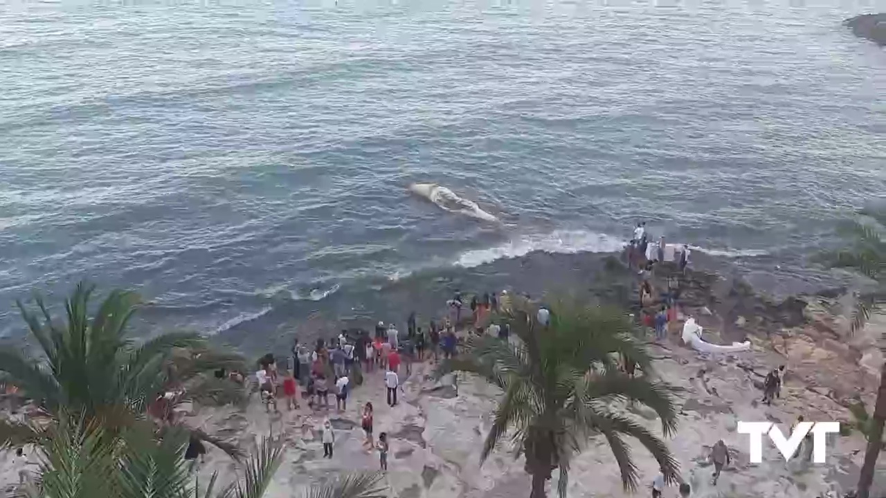 Imagen de Un cachalote queda varado junto a las piscinas naturales del Paseo Juan Aparicio