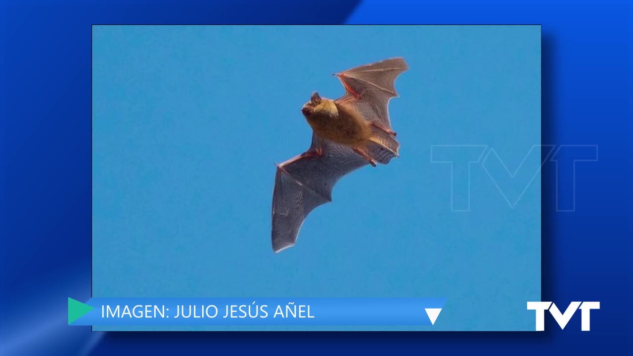 Imagen de Murciélago a plena luz del día y en un parque urbano de Torrevieja