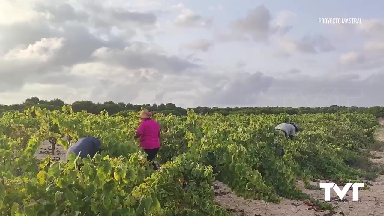 Imagen de Las abundantes lluvias de este año han hecho aumentar la cosecha de uva