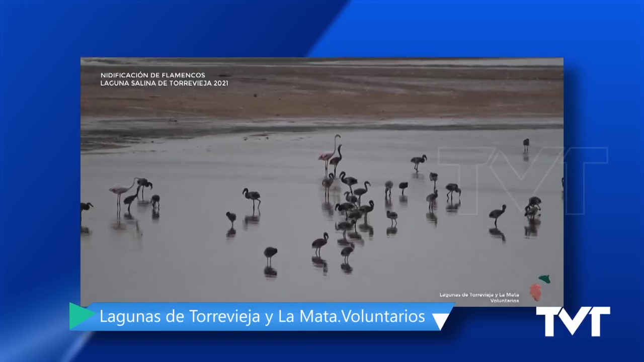 Imagen de Los polluelos de flamenco nacidos en junio en la Laguna de Torrevieja comienzan a ejercitar sus alas