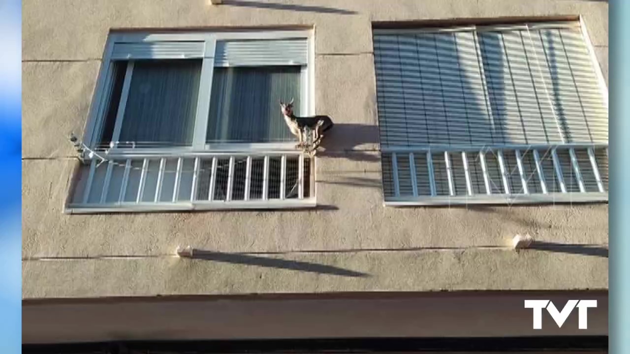Imagen de Policía Local rescata un perro que había salido por la ventana de un piso