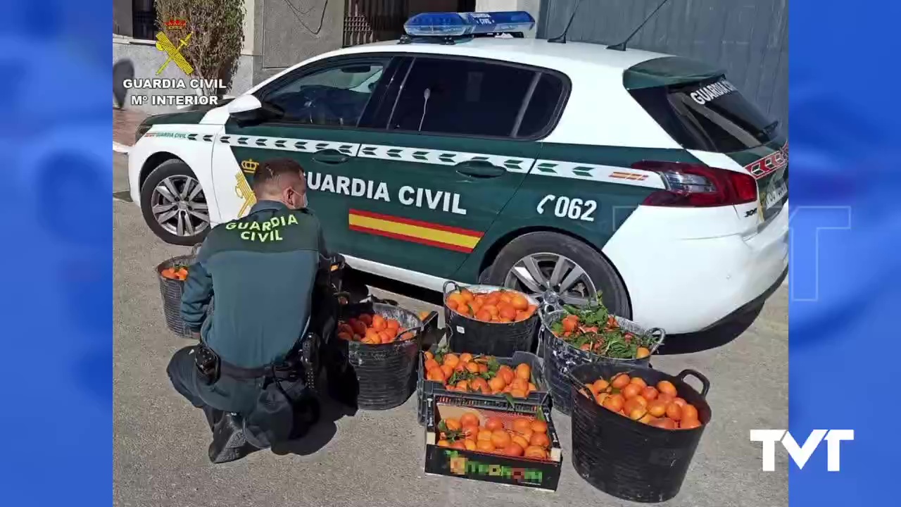Imagen de Recuperadas 175 kg de mandarinas, supuestamente hurtadas, y son donadas a una ONG de Torrevieja