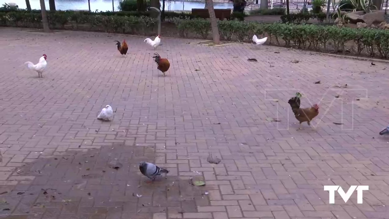 Imagen de En marcha un contrato para recoger aves domésticas en espacios urbanos