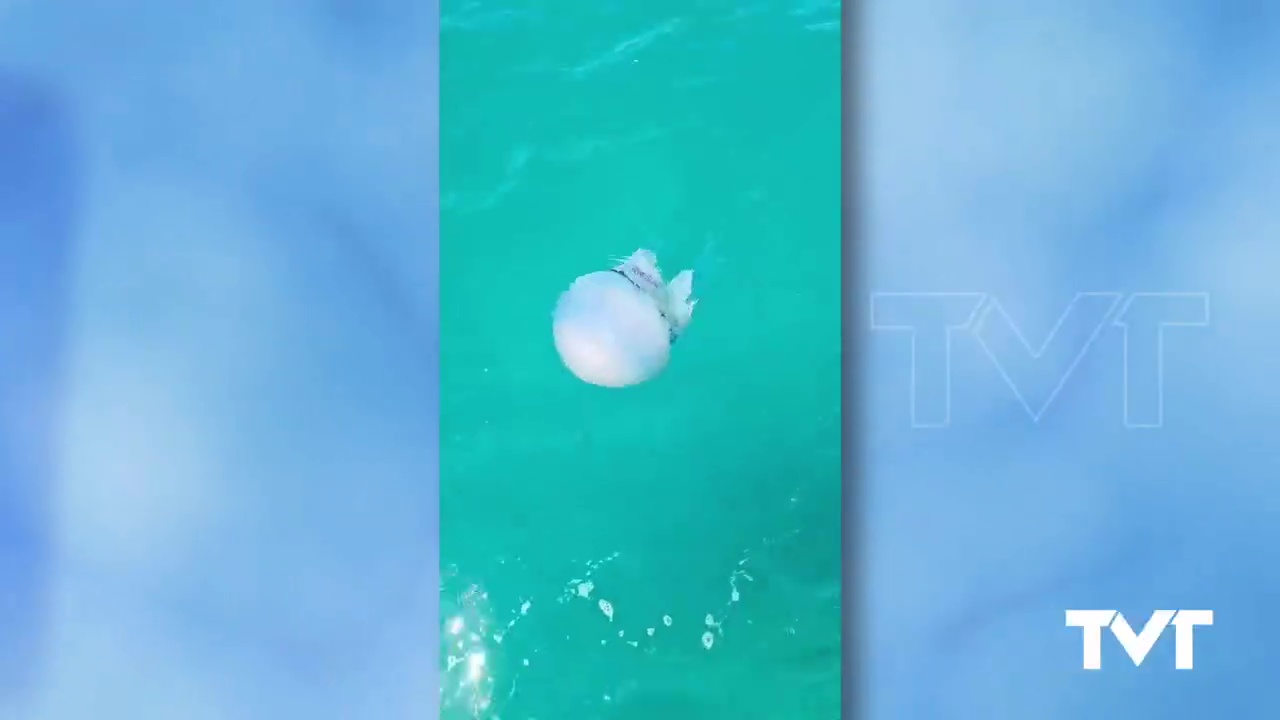 Imagen de Avistamiento de una medusa Aguamala frente a la playa de la Mata