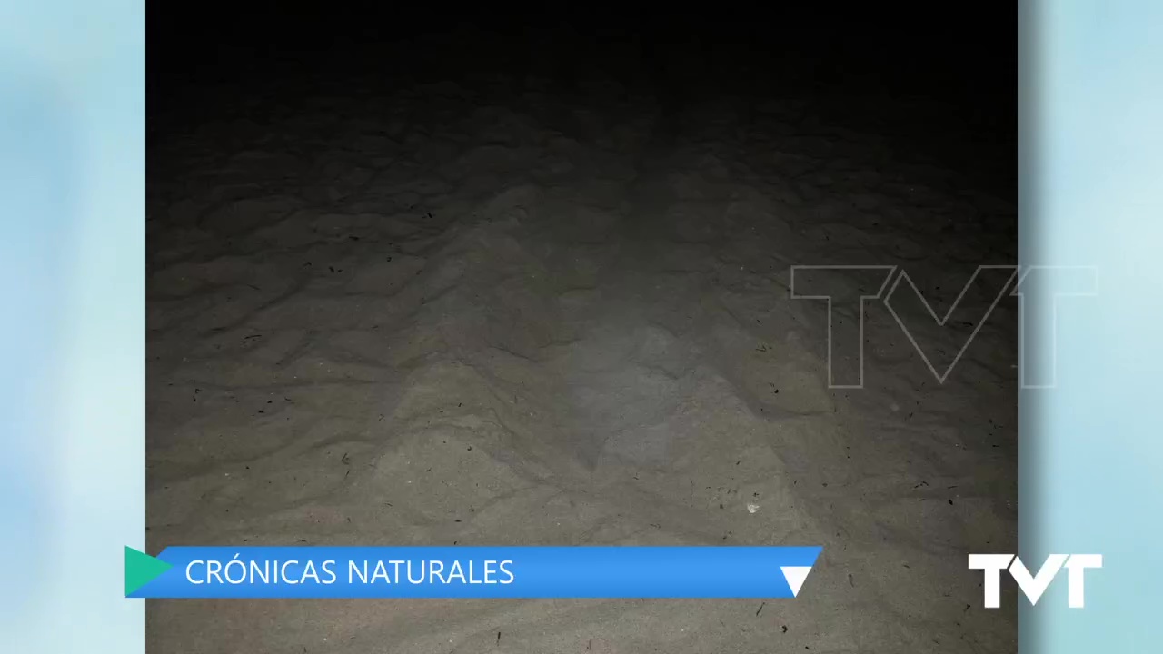 Imagen de Intento de puesta de tortuga boba en la Playa de La Mata