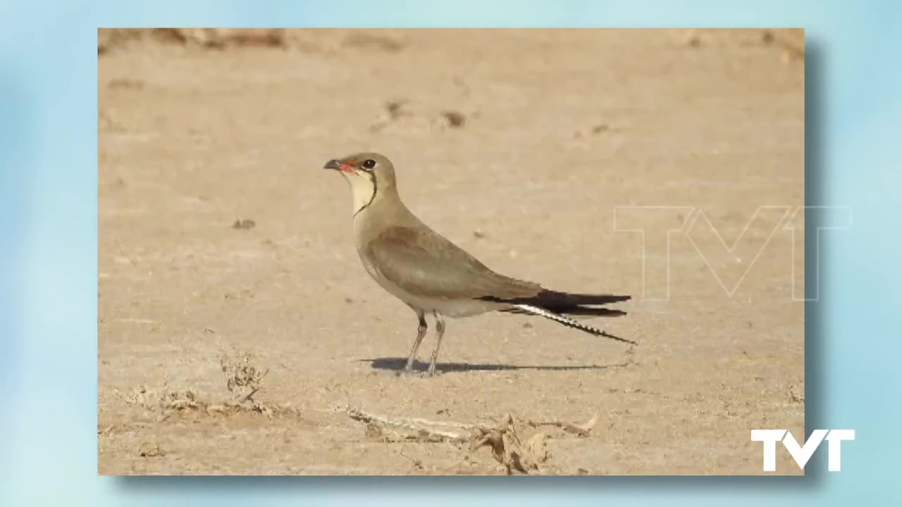 Imagen de Por primera vez La Canastera nidifica en la Laguna de Torrevieja