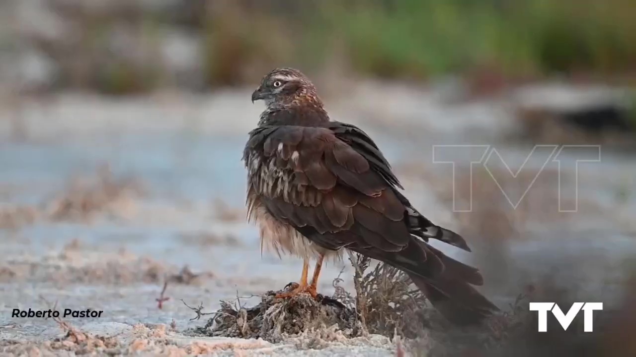 Imagen de  Volando entre Salinas y Viñedos