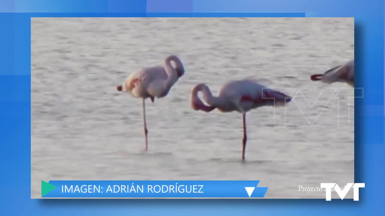 Imagen de Así viven los flamencos en nuestra laguna