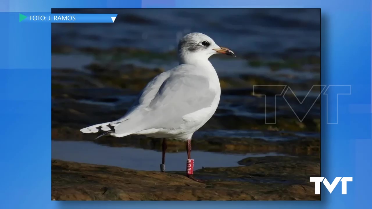 Imagen de Controlada en Cabo Cervera una gaviota cabecinegra que fue anillada en Hungría