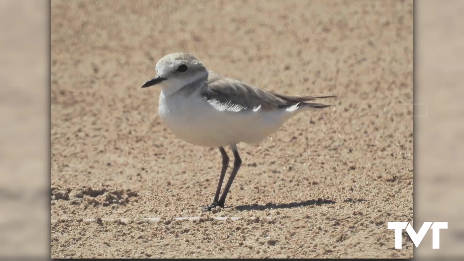 Imagen de Medio Ambiente reforzará la protección del Chorlitejo patinegro en las playas de Torrevieja 