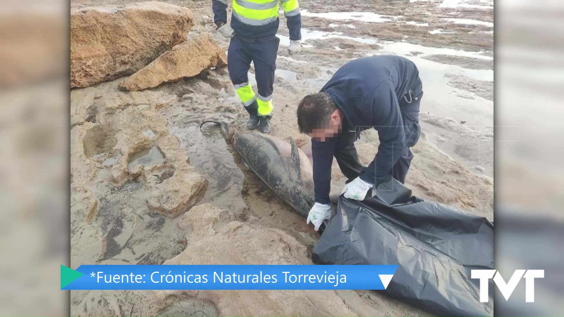 Imagen de Varamientos de fauna marina en Torrevieja 