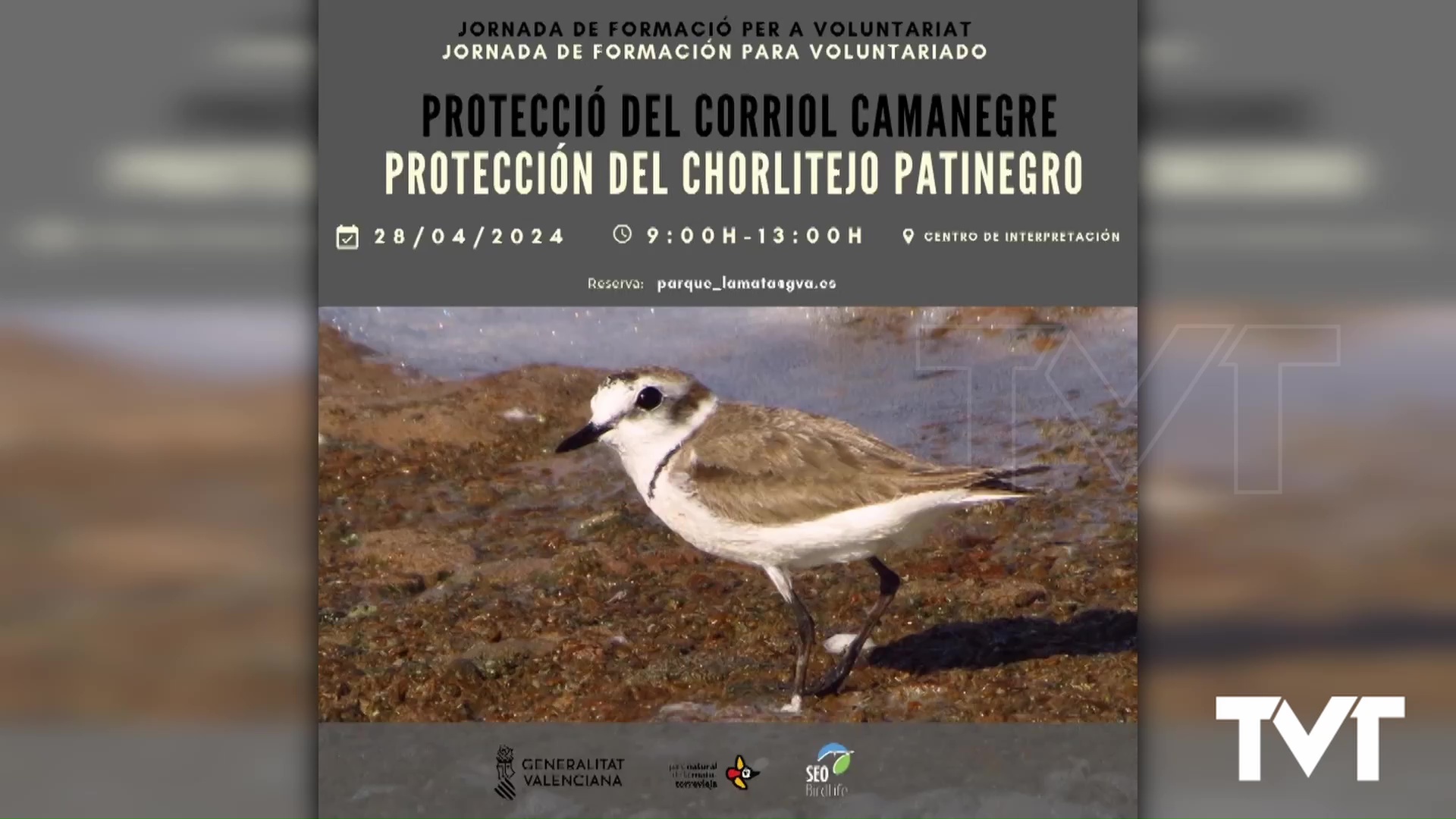 Imagen de El Chorlitejo patinegro nos necesita. Se busca voluntariado para su protección