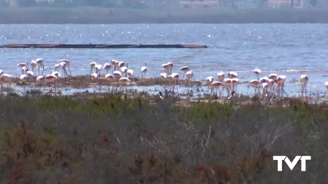 Flamencos en el Parque Natural