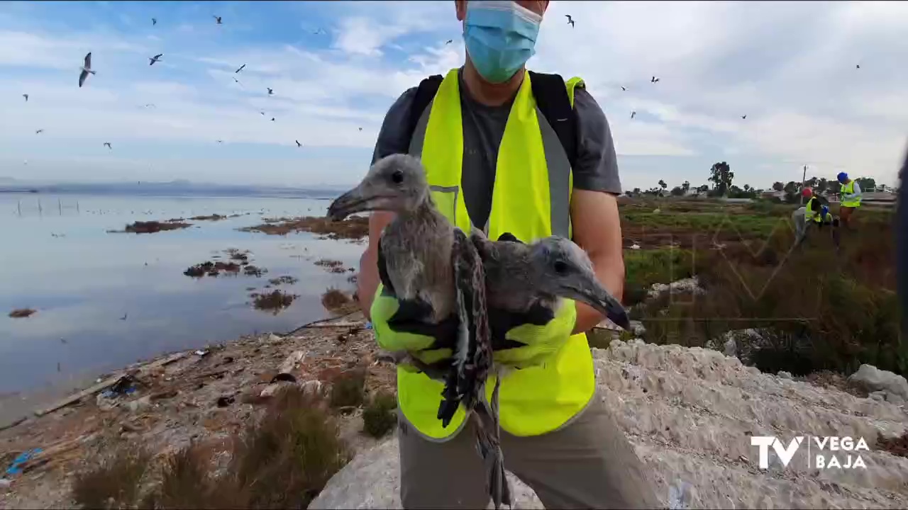 Anillamiento Gaviota Audouin