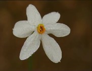 Imagen de Narcisos De Otoño Del P.N. De Las Lagunas De Torrevieja Y La Mata