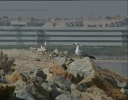 Imagen de Nidificación De Aves En El Parque Natural