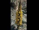 Imagen de El Jopo De Lobo Florece En El Parque Natural De La Mata-Torrevieja Antes De La Primavera