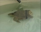 Imagen de La Tortuga Boba Herida Por Un Tiburón Evoluciona Favorablemente