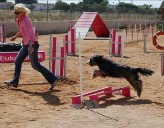 Imagen de Prueba Puntuable De Agility En Torrevieja