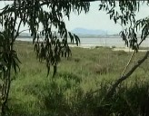 Imagen de Medio Ambiente Realiza Un Área Cortafuegos En El Parque Natural De La Mata Y Torrrevieja