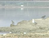 Imagen de El Parque De La Mata-Torrevieja Concentra La Colonia Más Importante De Audouin