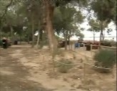 Imagen de Nn.Gg. Realizará Una Plantación De 600 Pinos En El Parque Natural De La Mata