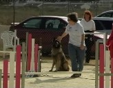 Imagen de Torrevieja Acogerá Prueba De Agility Puntuable Para El Campeonato De España