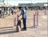 Imagen de Prueba De Agility En Torrevieja Puntuable Para El Campeonato De España