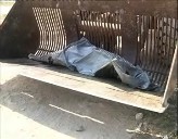 Imagen de Hallán Un Delfín Muerto En La Veleta