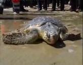 Imagen de Vuelven Al Mar En Torrevieja 4 Tortugas Bobas Tras Ser Curadas En Valencia