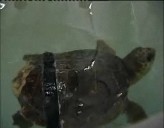 Imagen de La Tortuga Boba Rescatada En Aguas Del Real Club Náutico De Torrevieja Continúa En Recuperación