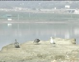 Imagen de Plan De Acción Para La Conservación De Aves Marinas En La Comunidad Valenciana