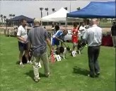 Imagen de Torrevieja Acogio La Celebracion De La Final Del Campeonato De España De Agility