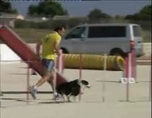 Imagen de Torrevieja Ha Acogido Nuevamente Una Prueba De Agility Puntuable Para El Campeonato De España