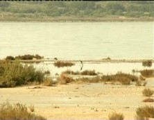 Imagen de El Parque Natural De La Mata Y Torrevieja Organiza Jornada De Ornitología