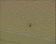 Imagen de Las Urgencias De Torrevieja Asisten Cerca De 300 Pacientes Con Picadura De Mosquito