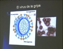 Imagen de La Gripe A Abre El Ciclo De Conferencias De Divulgación Científica En Torrevieja