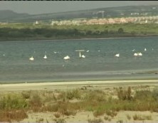 Imagen de Censados 120 Flamencos En El Parque Natural De La Mata Y Torrevieja