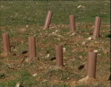 Imagen de Medio Ambiente Planta Una Viña Única En El Mundo, En El Parque Natural De La Mata Y Torrevieja