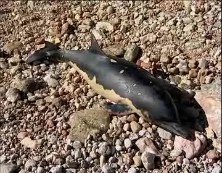 Imagen de Hallado Un Delfin Listado Muerto En Punta Margalla