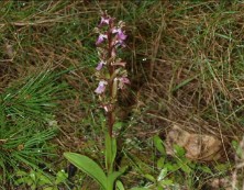 Imagen de La Mayor Población De Orchis Collina Se Encuentra En El Parque Natural De Torrevieja