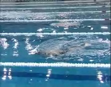 Imagen de Torrevieja Acoge Este Fin De Semana El Open Comunitat Valenciana Natación Adaptada 2010