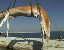 Imagen de El Cráneo Del Rorcual Recuperado En Torrevieja Estará Expuesto En Invierno En El Museo De Historia